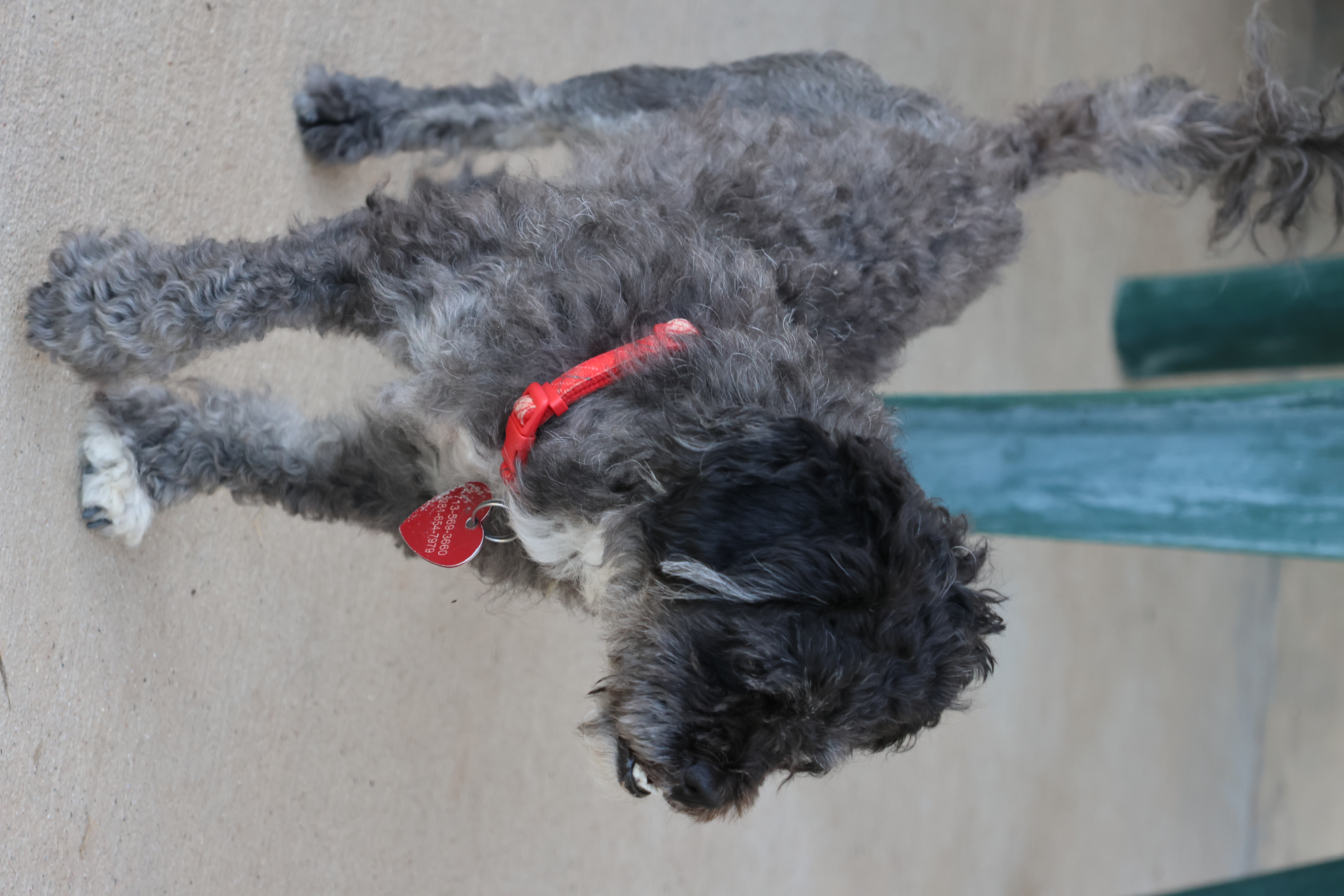 Pepperdine, an adoptable Poodle, Shih Tzu in Houston, TX, 77024 | Photo Image 3