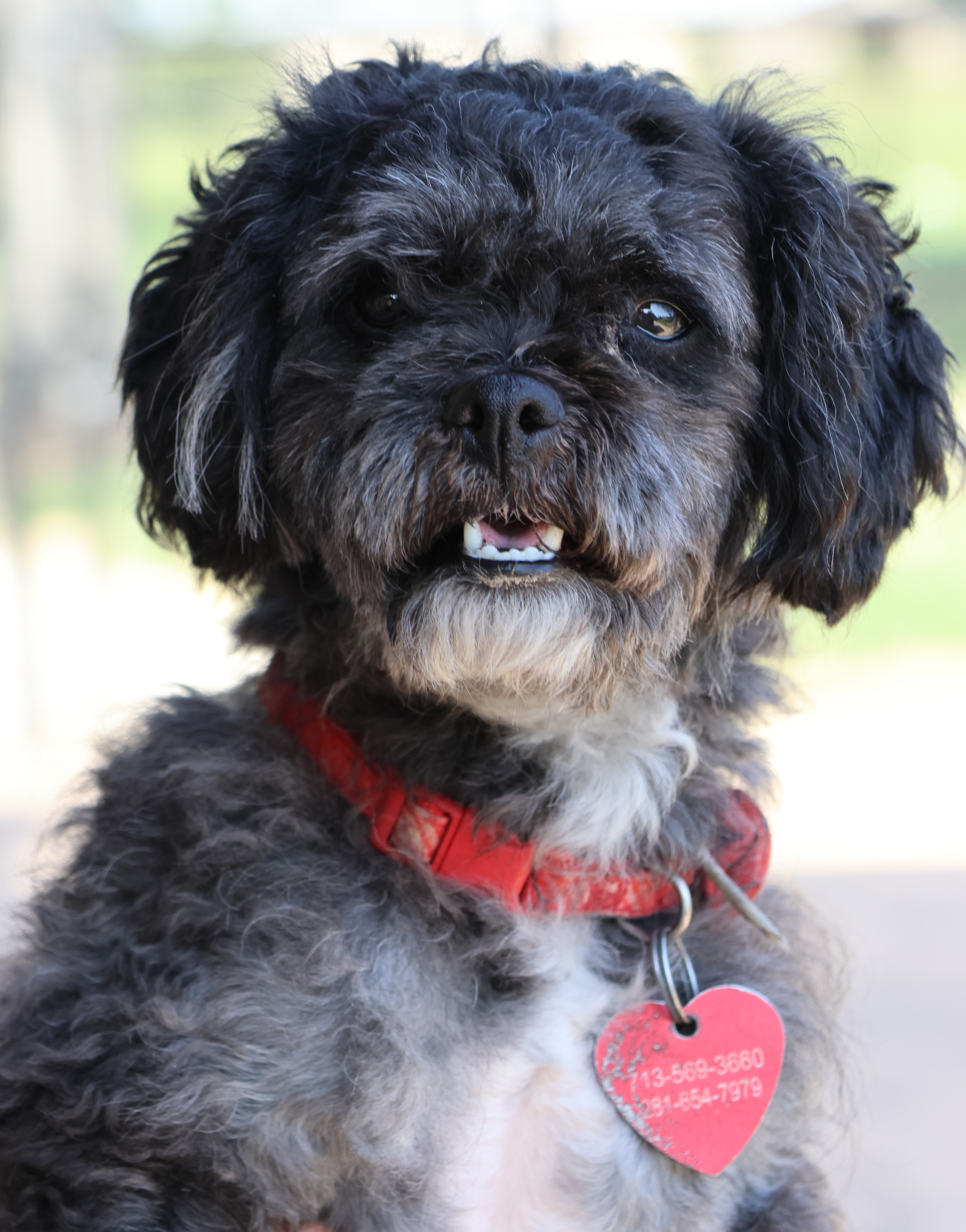 Enlarge Pepperdine, a Adoptable mixed breed in Houston, TX image 1/6