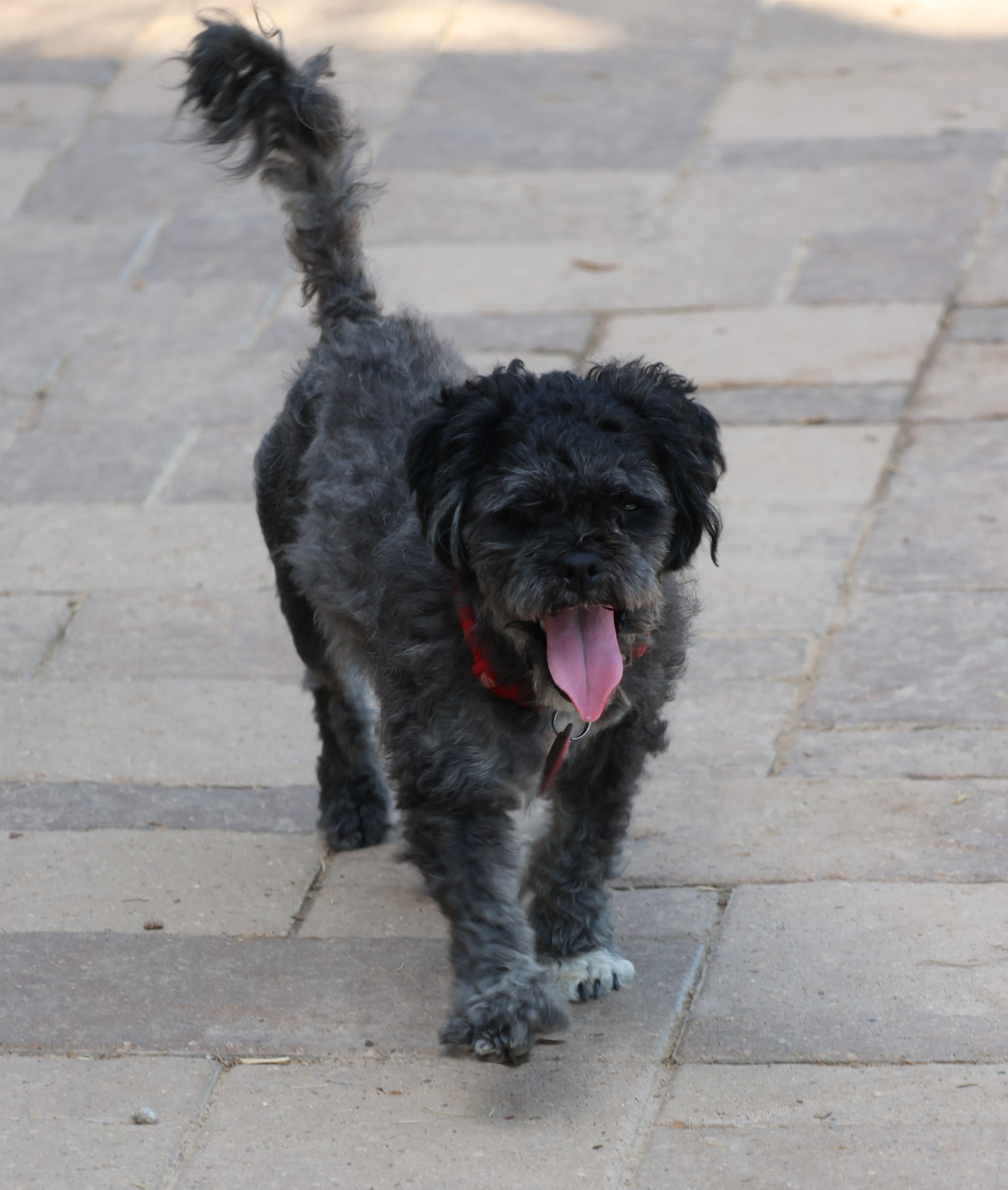 Pepperdine, an adoptable Poodle, Shih Tzu in Houston, TX, 77024 | Photo Image 4