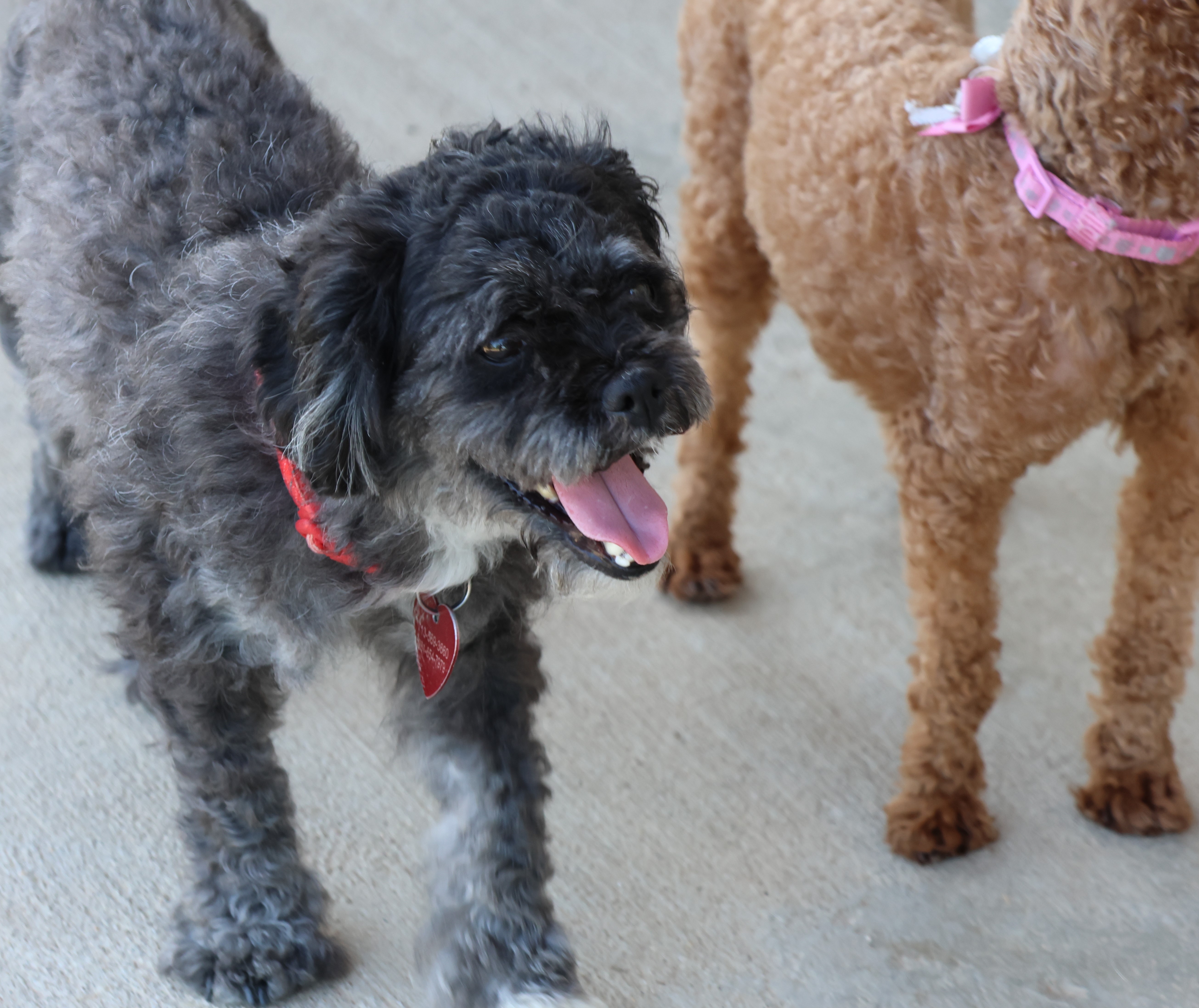 Pepperdine, an adoptable Poodle, Shih Tzu in Houston, TX, 77024 | Photo Image 5