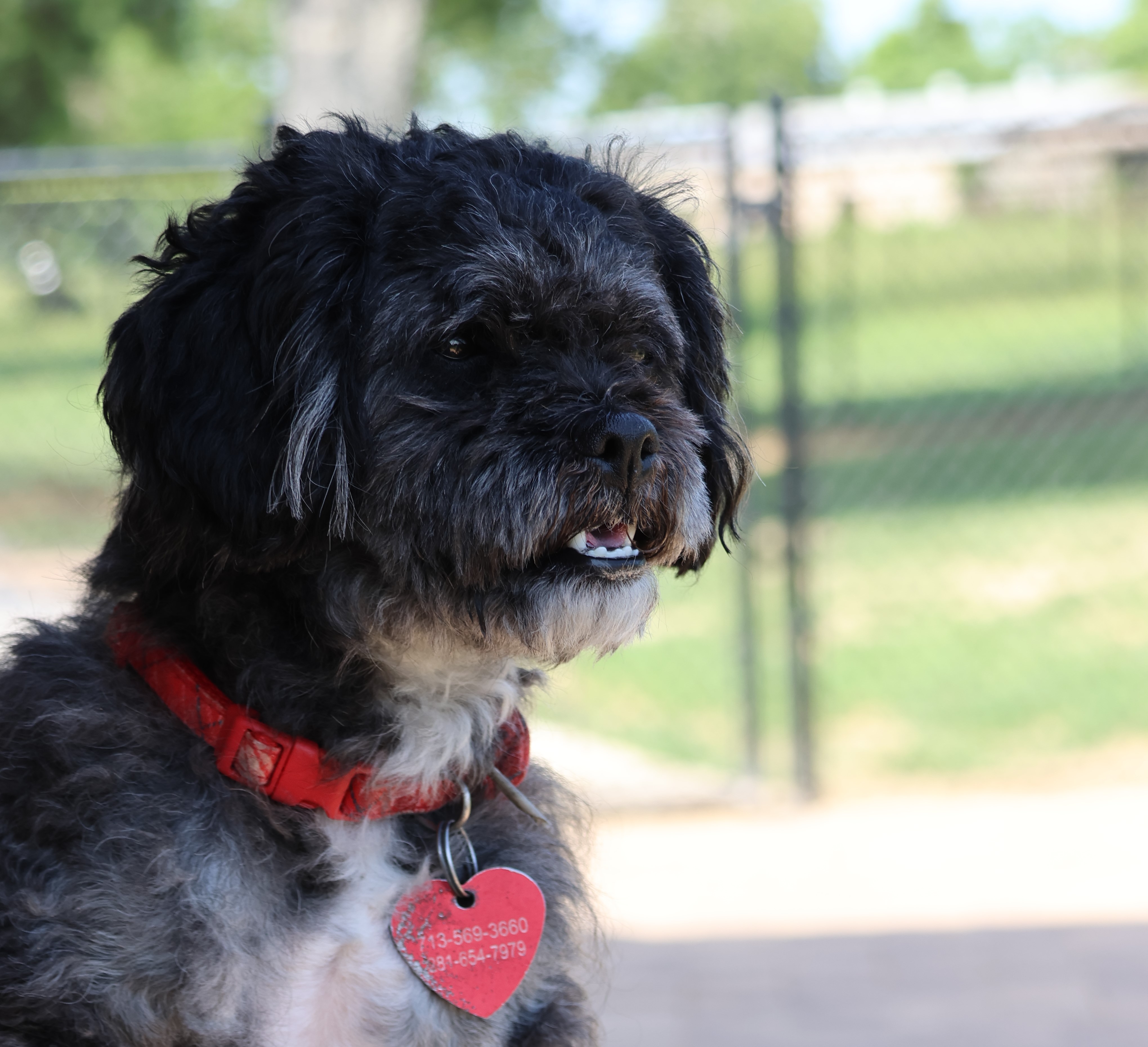Pepperdine, an adoptable Poodle, Shih Tzu in Houston, TX, 77024 | Photo Image 6