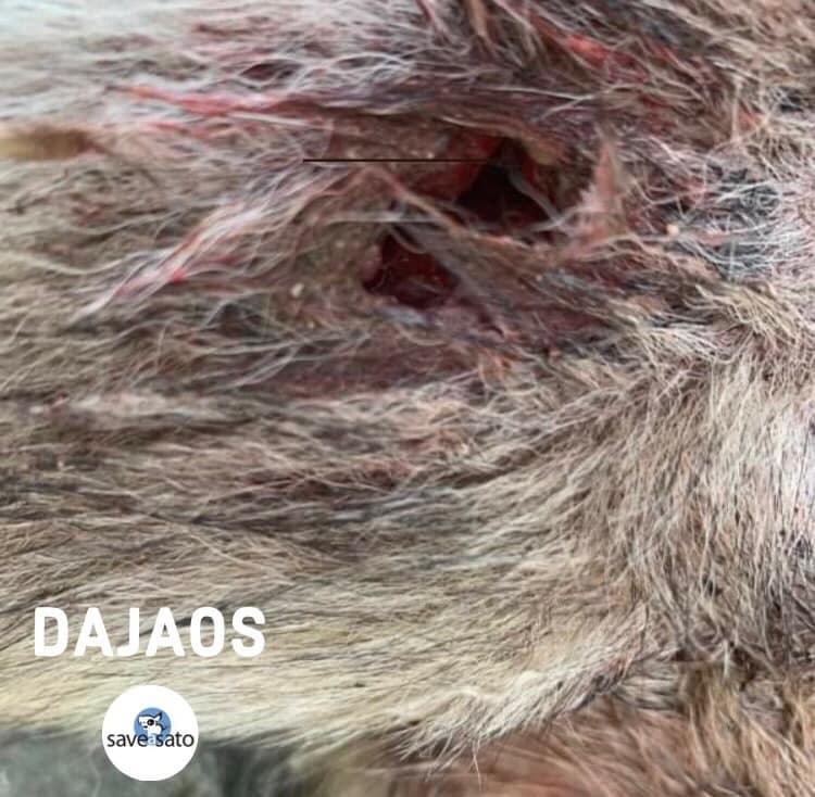 Dajaos, Adoptable, Young Male Mixed Breed.