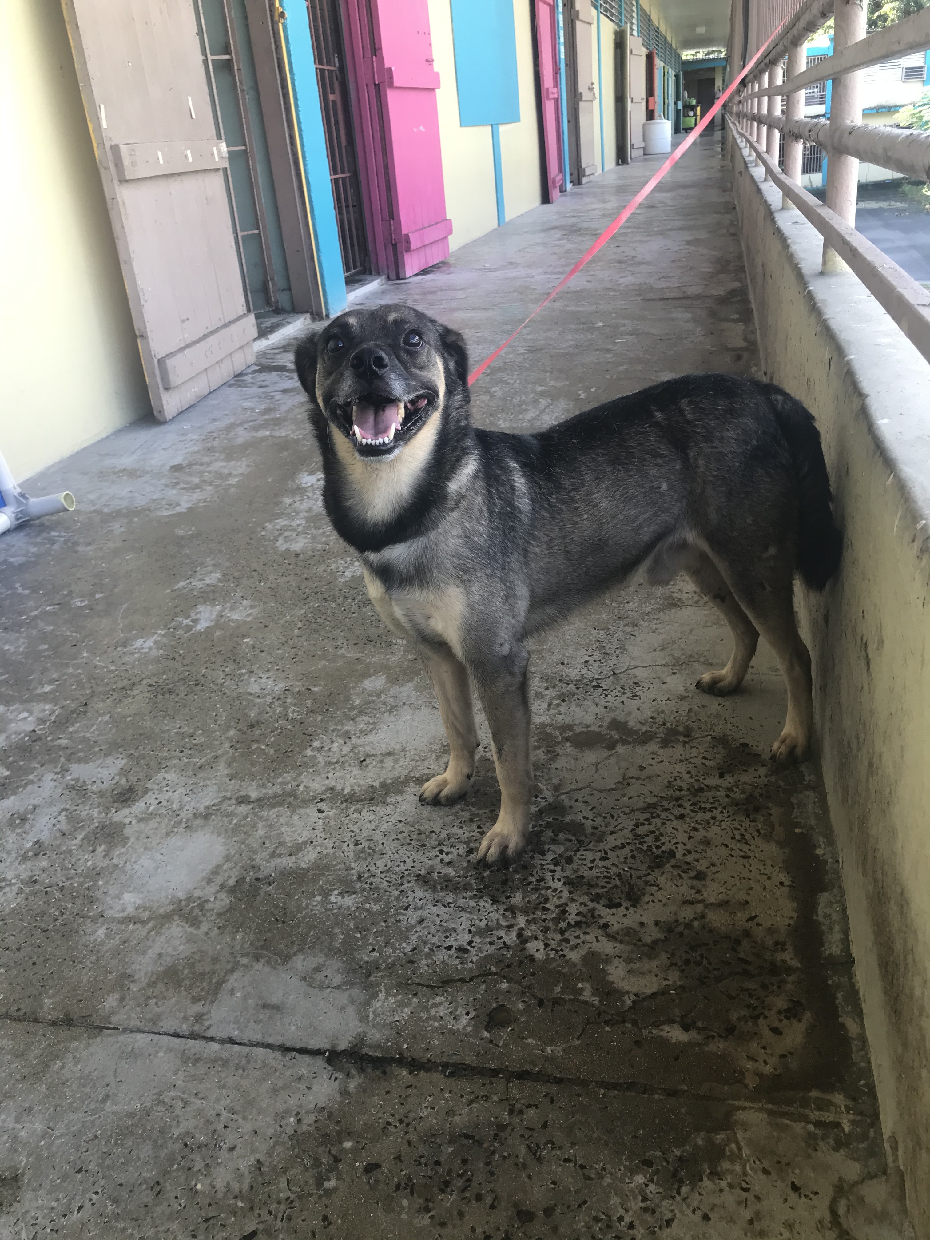 Dajaos, a Adoptable mixed breed in San Juan, PR image 2/6