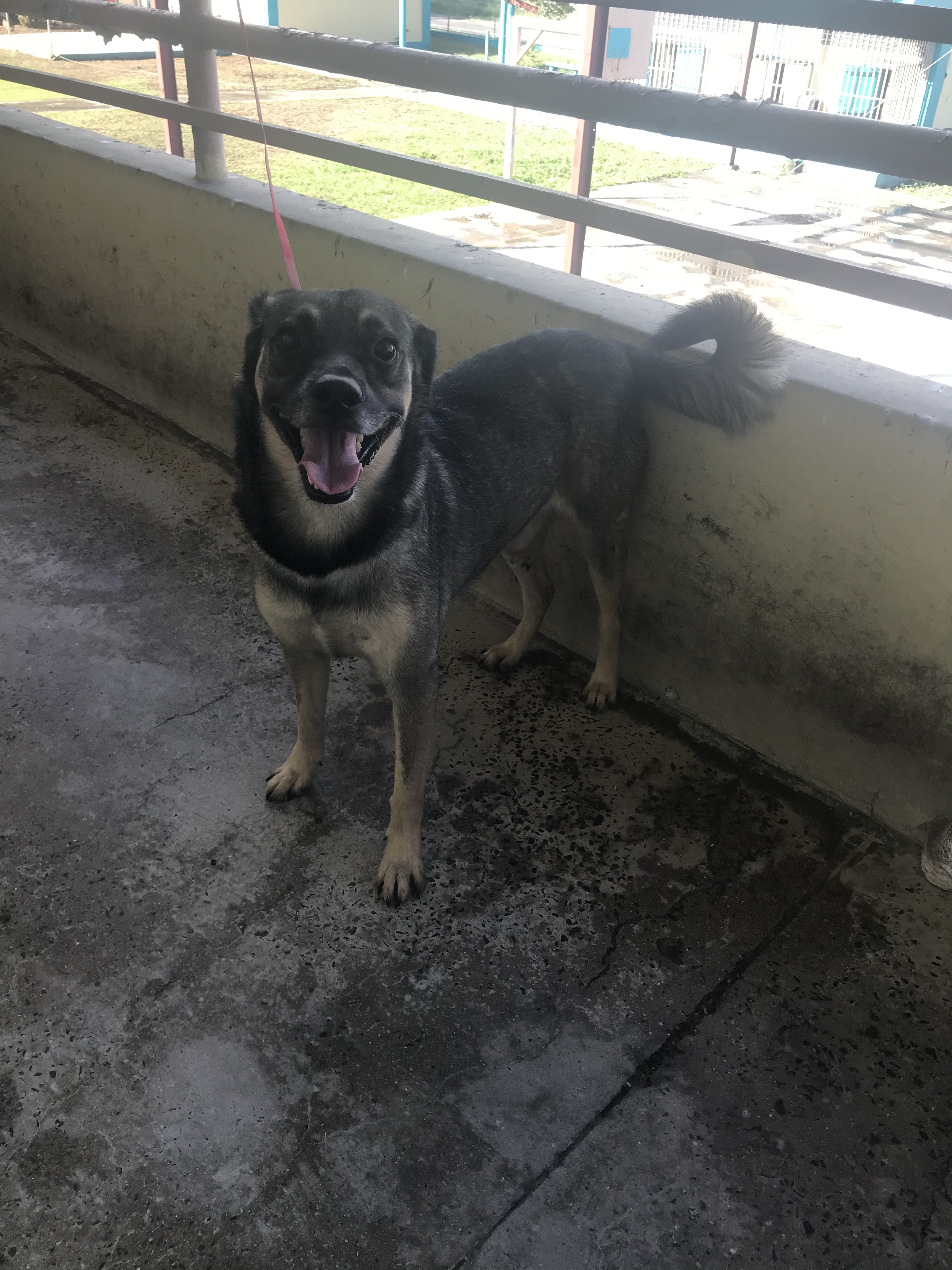 Dajaos, a Adoptable mixed breed in San Juan, PR image 3/6