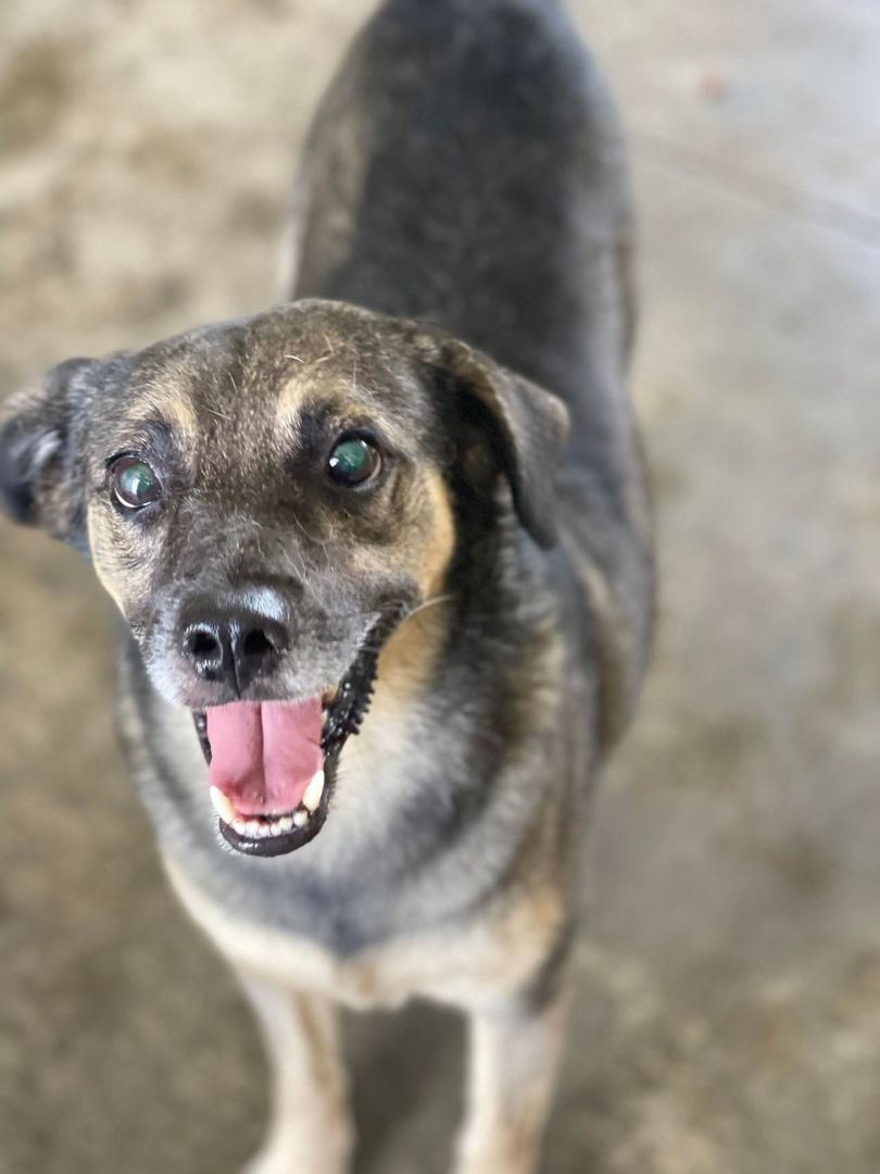 Dajaos, Adoptable, Young Male Mixed Breed.