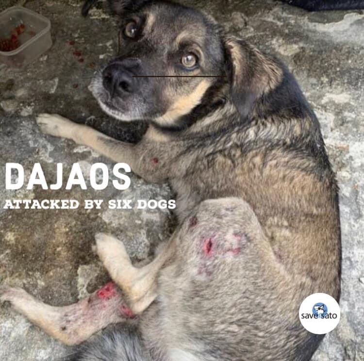 Dajaos, a Adoptable mixed breed in San Juan, PR image 5/6
