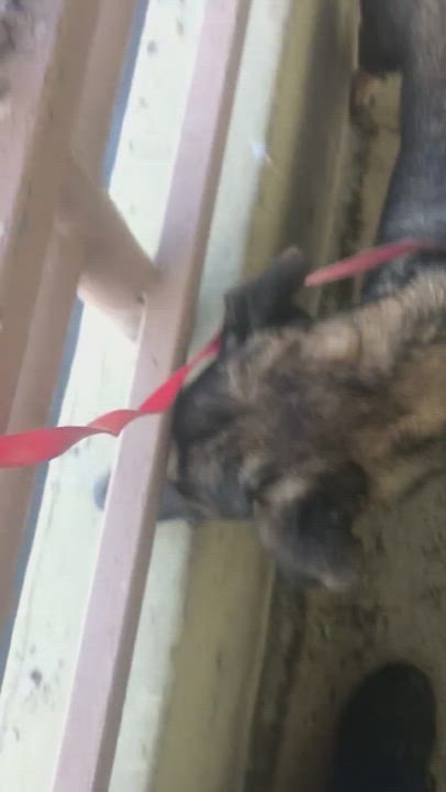 Enlarge Dajaos, a Adoptable mixed breed in San Juan, PR video 6/6