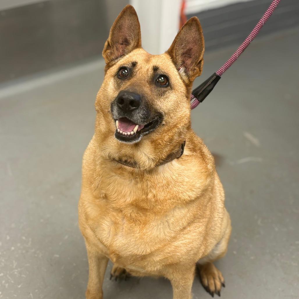Sandy, Adoptable, Adult Female Belgian Shepherd / Malinois.