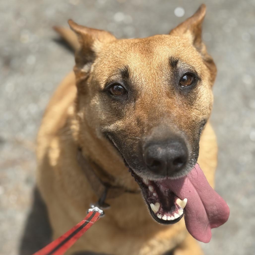 Sandy, Adoptable, Adult Female Belgian Shepherd / Malinois.