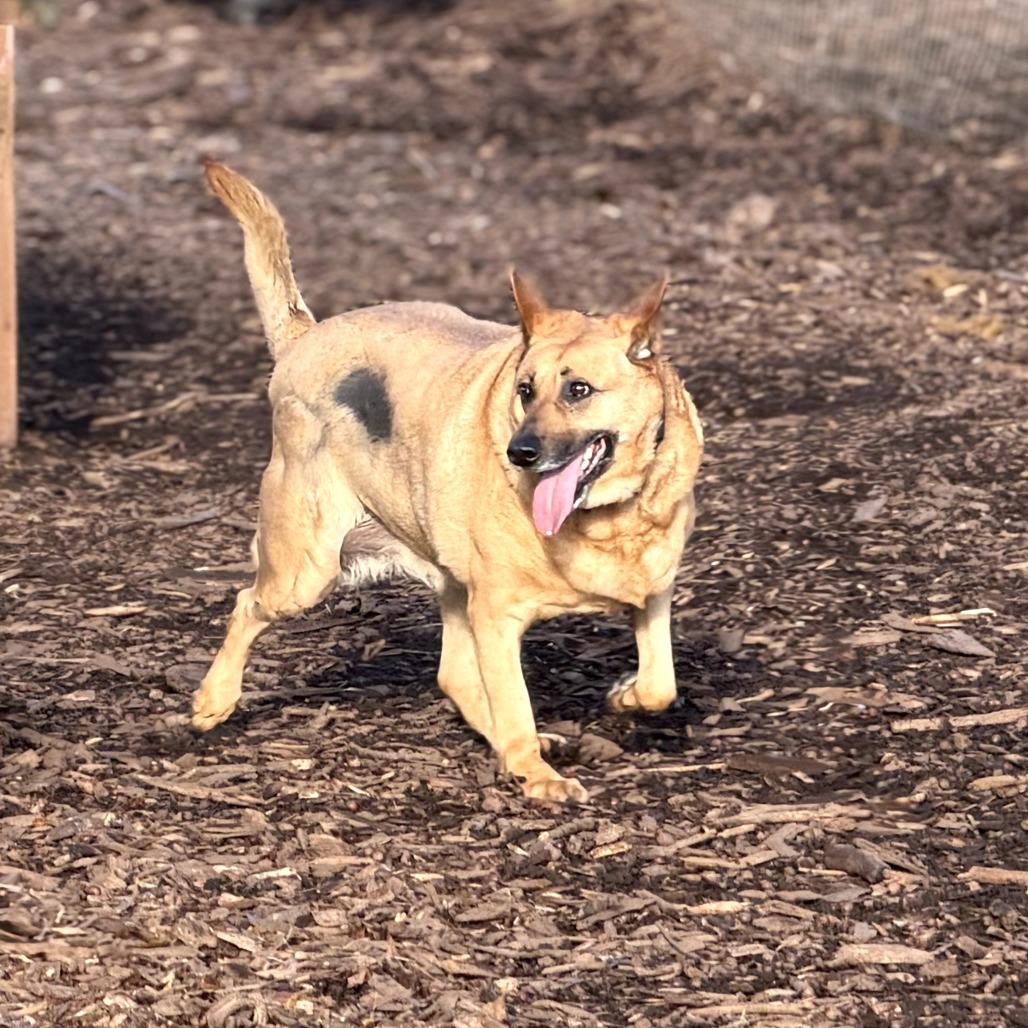 Enlarge Sandy, a Adoptable Belgian Shepherd / Malinois in Peachtree City, GA image 2/5