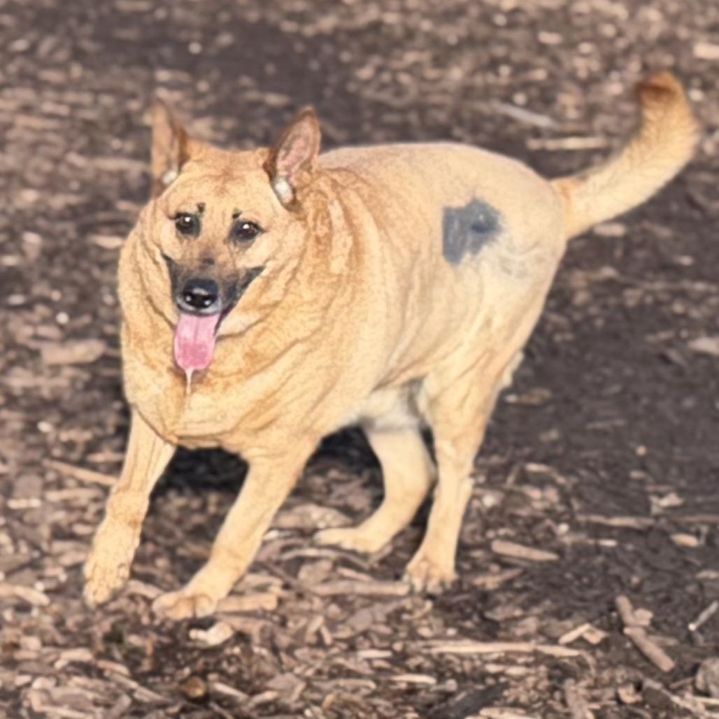 Enlarge Sandy, a Adoptable Belgian Shepherd / Malinois in Peachtree City, GA image 4/5