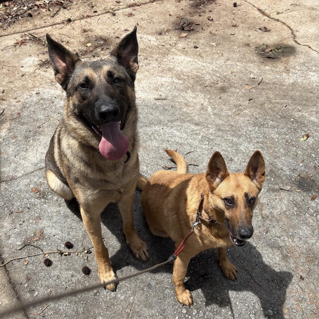 Enlarge Sandy, a Adoptable Belgian Shepherd / Malinois in Peachtree City, GA image 5/5