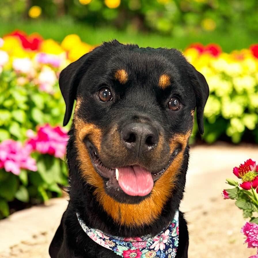 PEACHES (aka SUMMER), Adoptable, Young Female Rottweiler.