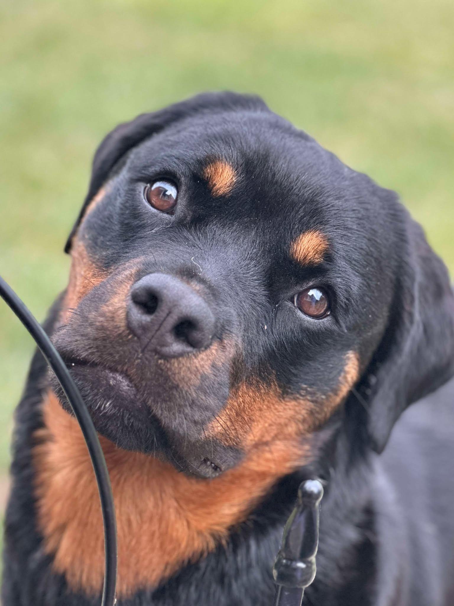 PEACHES (aka SUMMER), a Adoptable Rottweiler in Floyd, VA image 2/6