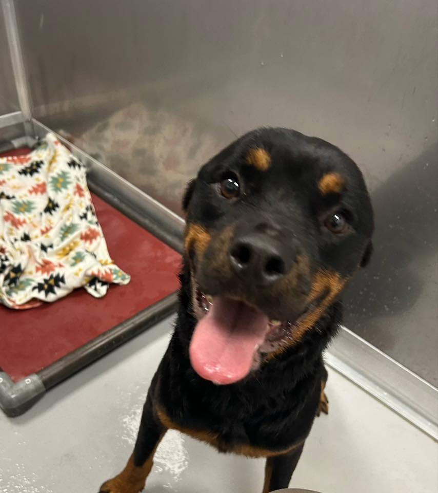 PEACHES (aka SUMMER), a Adoptable Rottweiler in Floyd, VA image 4/6