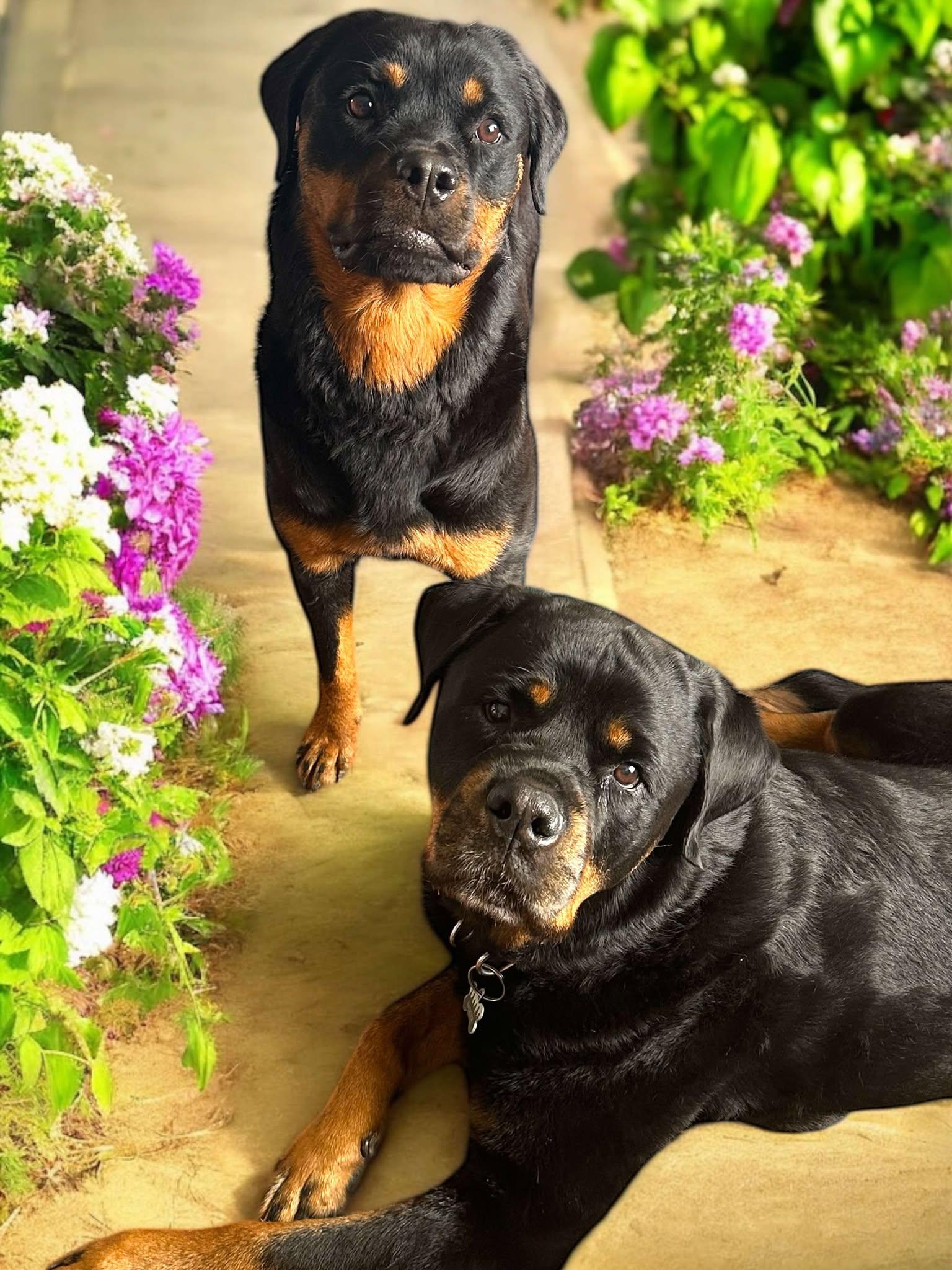 PEACHES (aka SUMMER), a Adoptable Rottweiler in Floyd, VA image 5/6