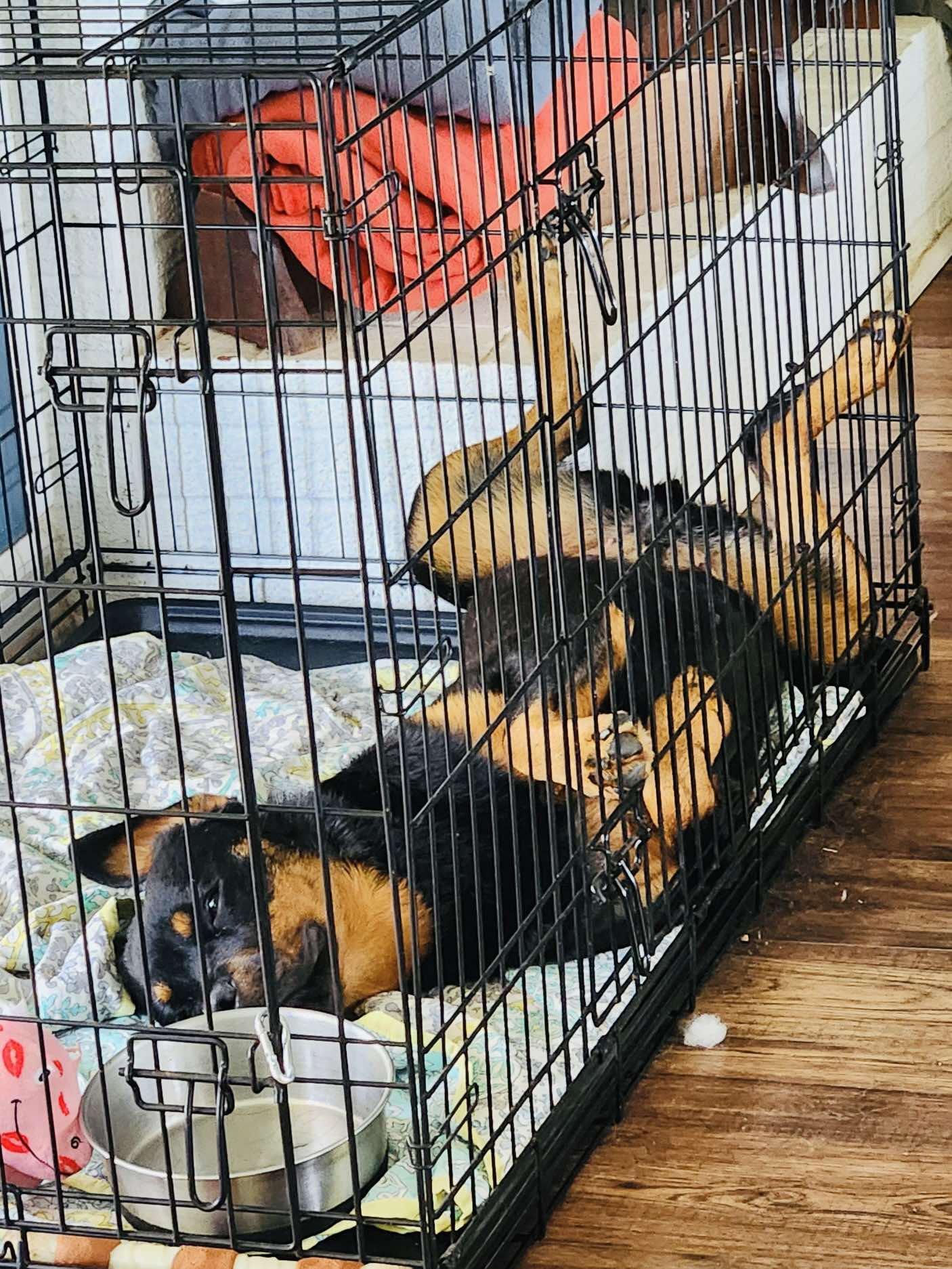 PEACHES (aka SUMMER), a Adoptable Rottweiler in Floyd, VA image 6/6