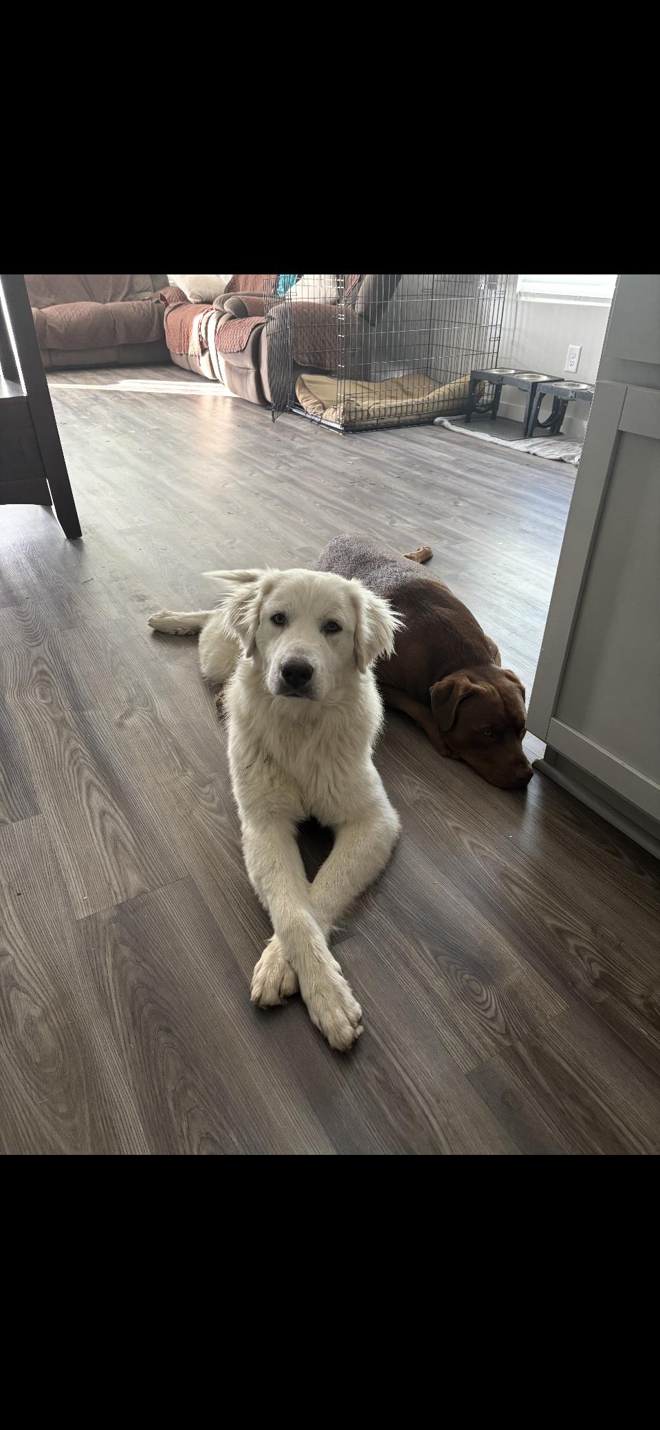 Enlarge Everett HTX, a Adoptable Great Pyrenees in Quinlan, TX image 1/6