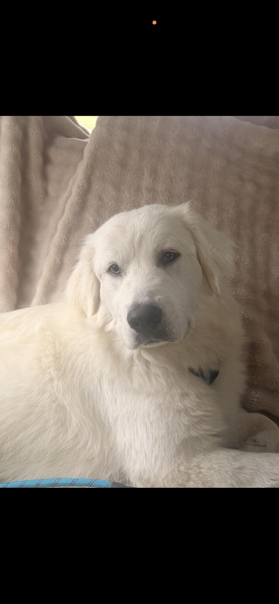 Enlarge Everett HTX, a Adoptable Great Pyrenees in Quinlan, TX image 2/6