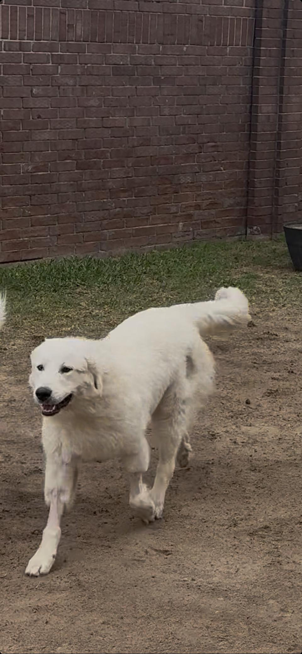 Enlarge Everett HTX, a Adoptable Great Pyrenees in Quinlan, TX image 3/6