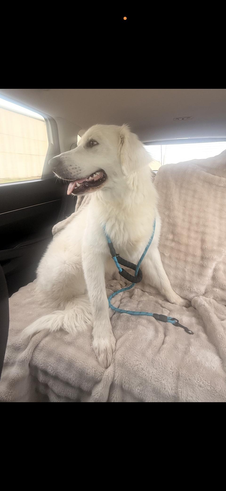 Enlarge Everett HTX, a Adoptable Great Pyrenees in Quinlan, TX image 4/6