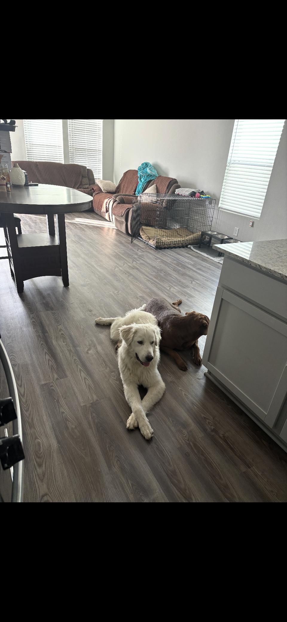 Enlarge Everett HTX, a Adoptable Great Pyrenees in Quinlan, TX image 5/6