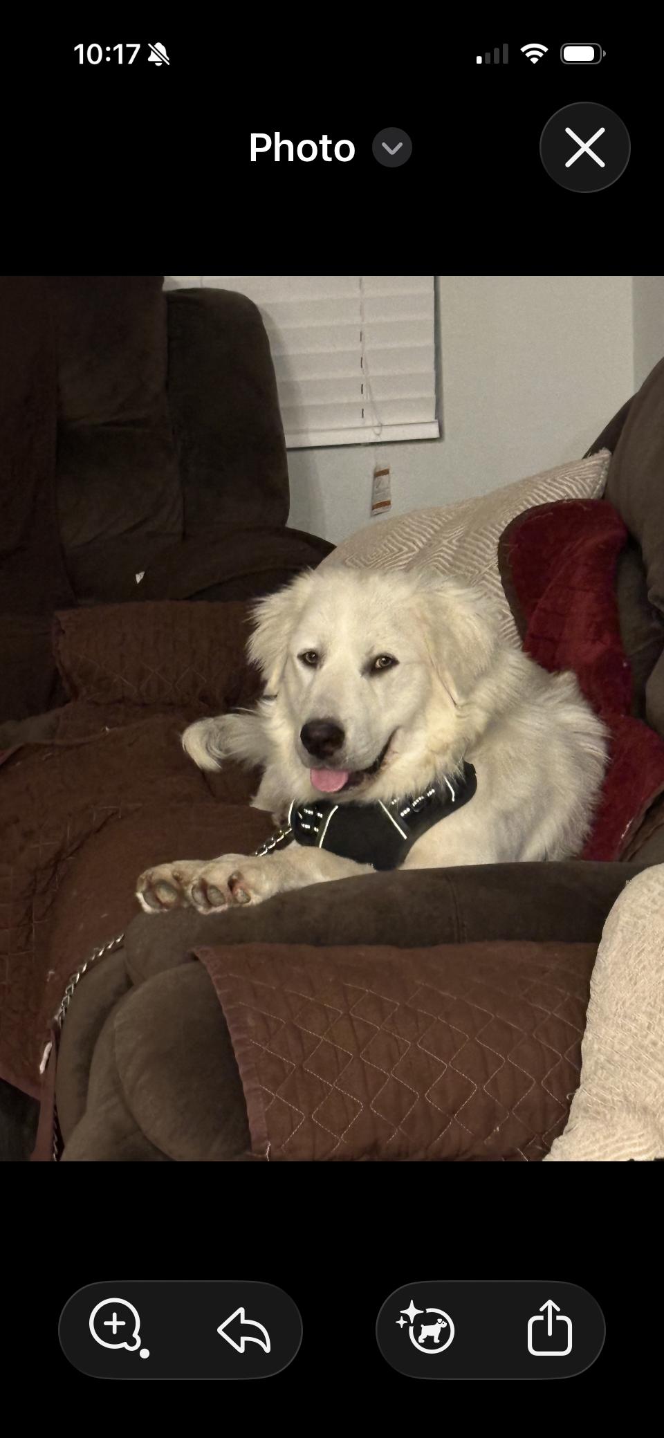 Enlarge Everett HTX, a Adoptable Great Pyrenees in Quinlan, TX image 6/6