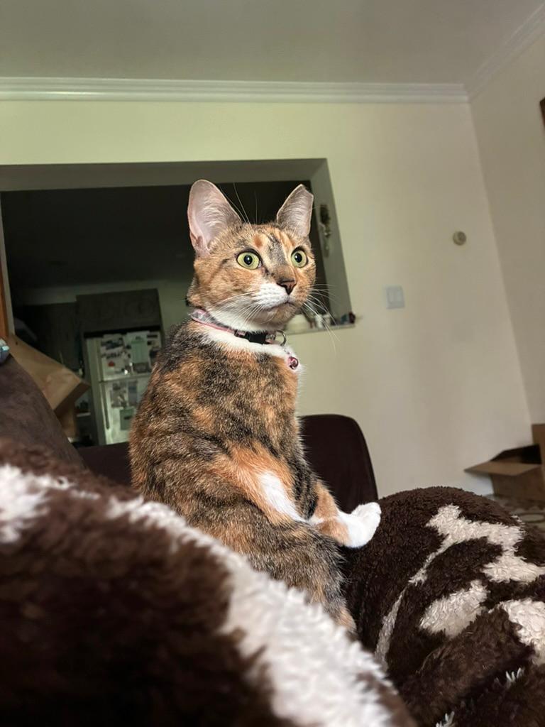 Enlarge Brulee, a Adoptable Dilute Calico in North Bergen, NJ image 2/4