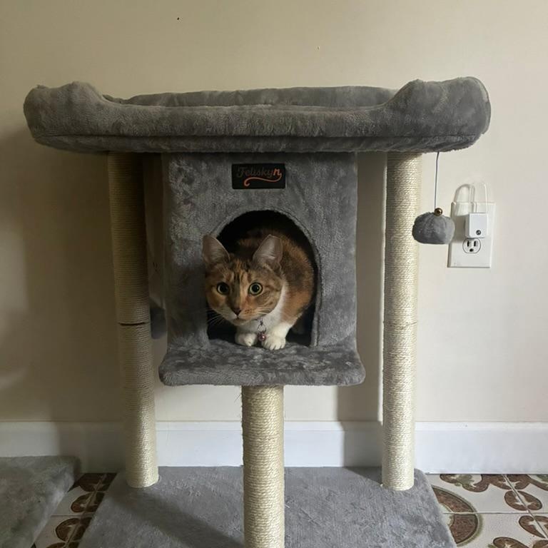Enlarge Brulee, a Adoptable Dilute Calico in North Bergen, NJ image 3/4