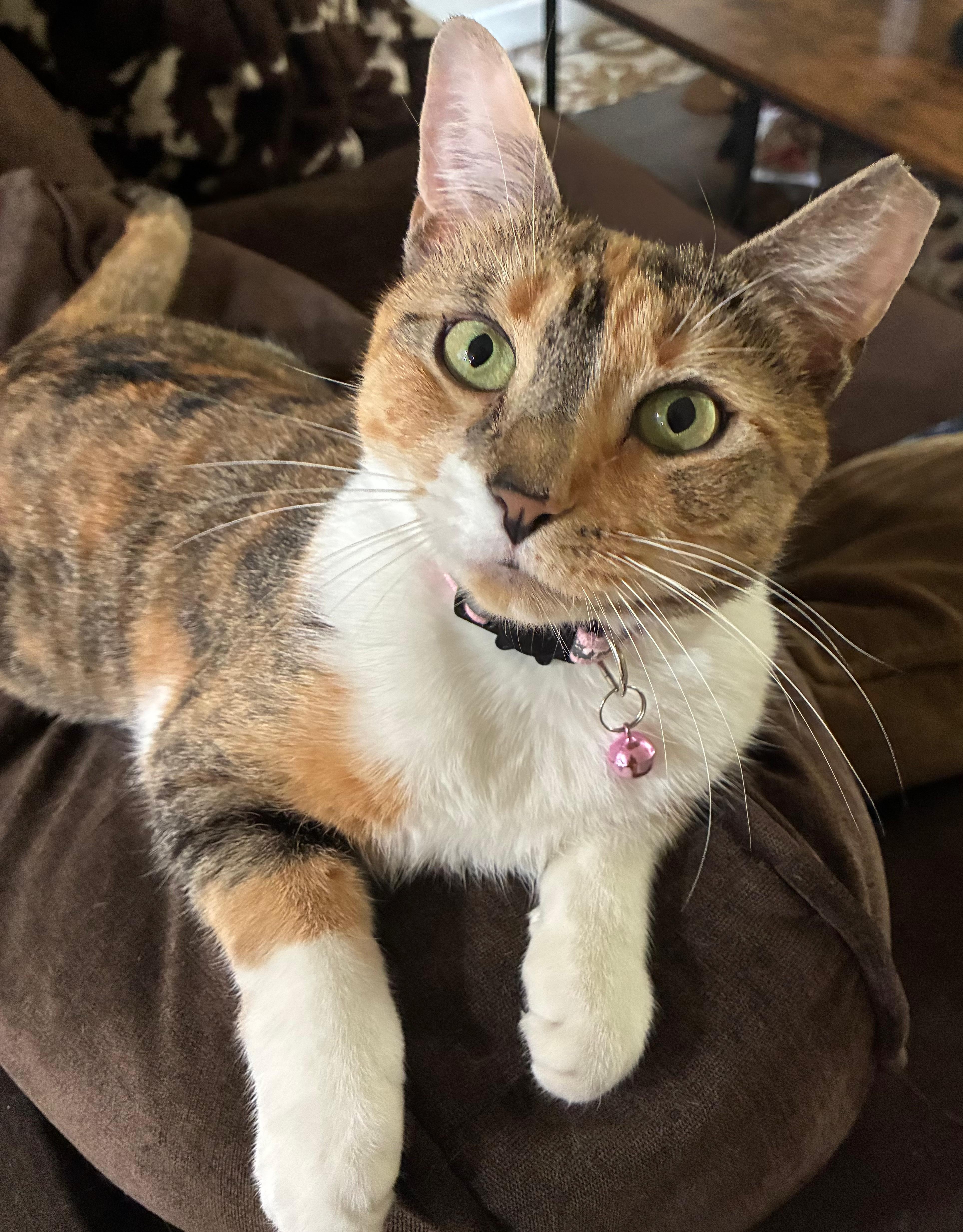 Brulee, Adoptable, Young Female Dilute Calico.