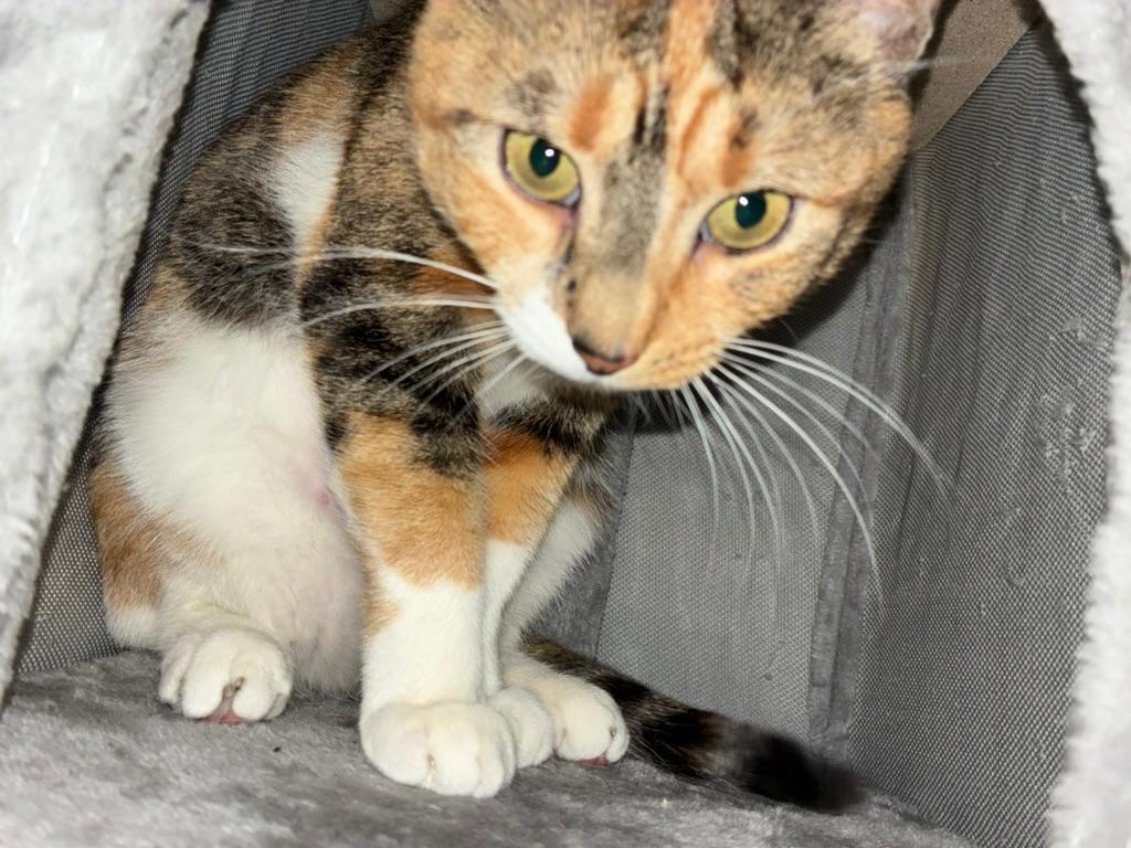Enlarge Brulee, a Adoptable Dilute Calico in North Bergen, NJ image 4/4