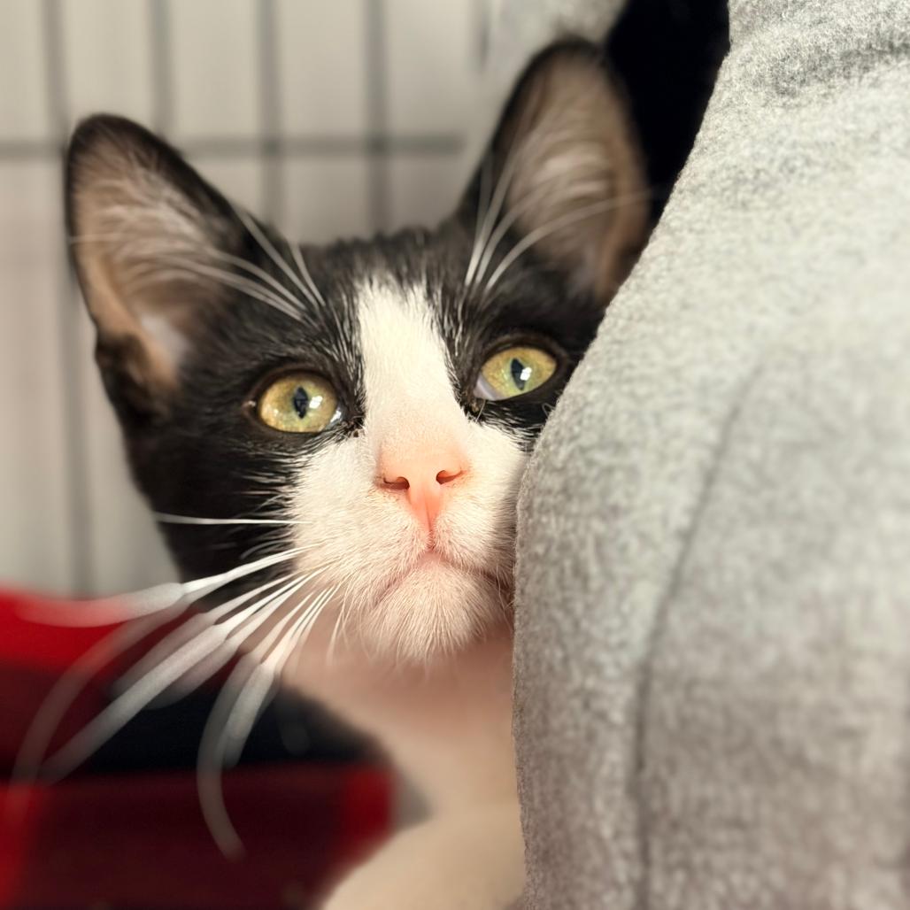 Louie, Adoptable, Kitten Male Domestic Short Hair.