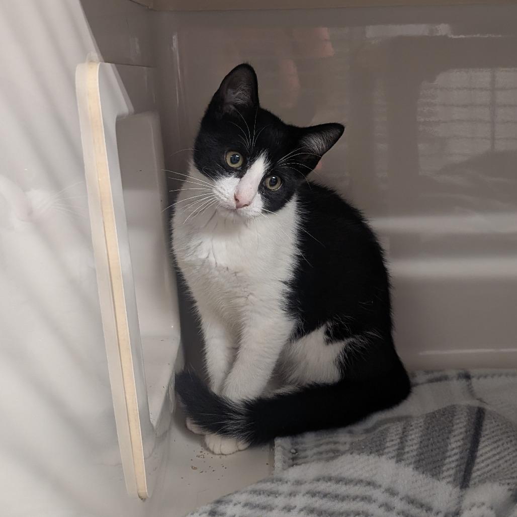 Enlarge Louie, a Adoptable Domestic Short Hair in Watertown, NY image 2/3