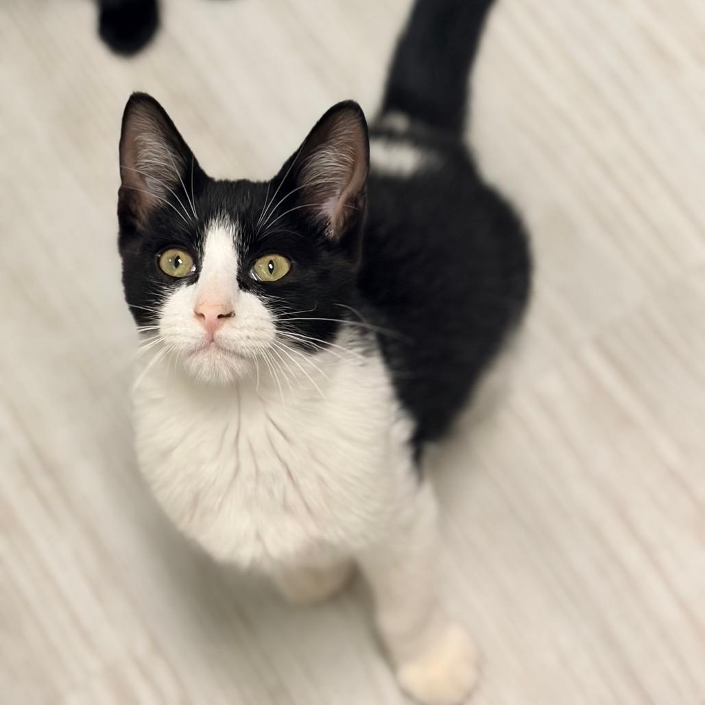 Enlarge Louie, a Adoptable Domestic Short Hair in Watertown, NY image 3/3