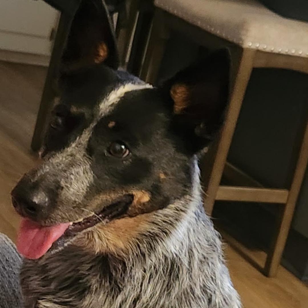 Enlarge Dottie, a Adoptable Australian Cattle Dog / Blue Heeler in Fuquay-Varina, NC image 2/6