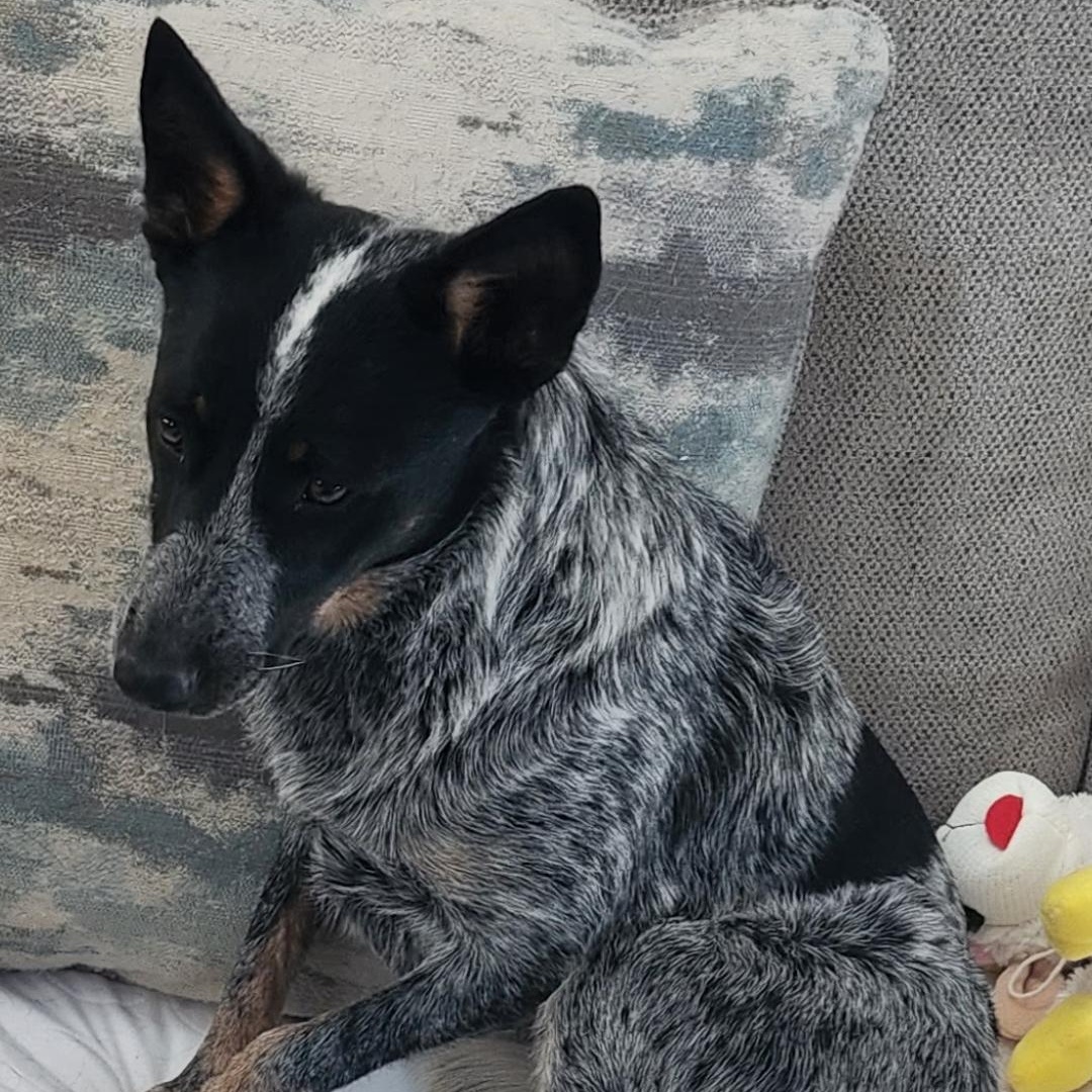 Enlarge Dottie, a Adoptable Australian Cattle Dog / Blue Heeler in Fuquay-Varina, NC image 4/6