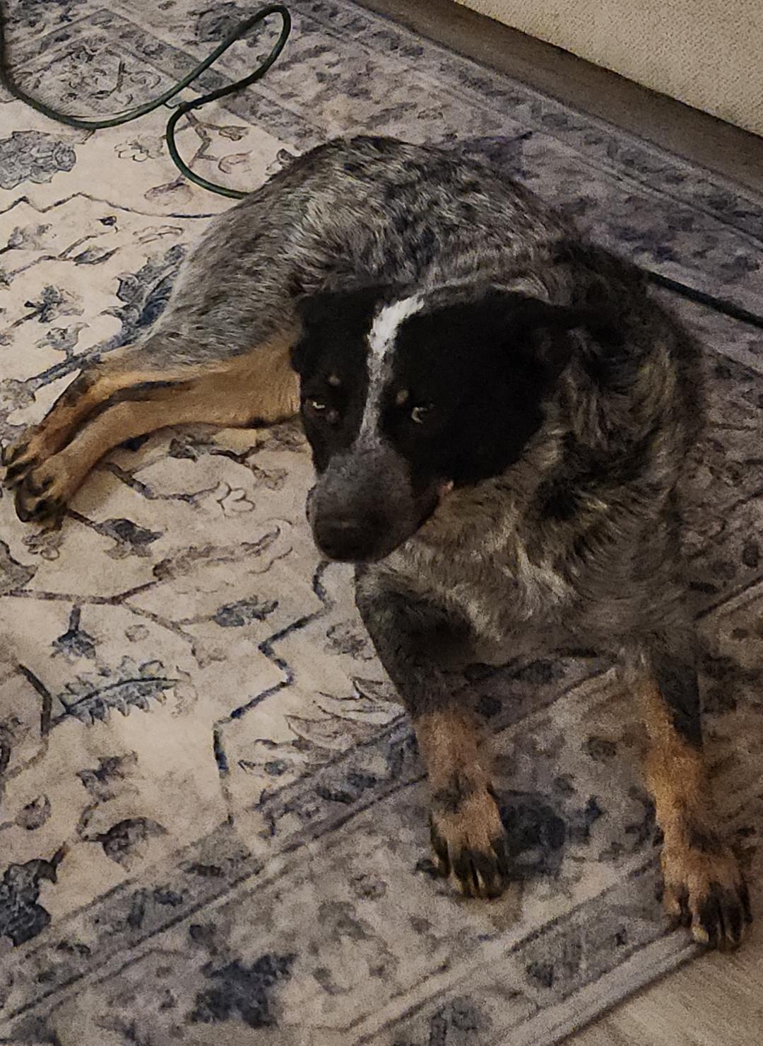 Enlarge Dottie, a Adoptable Australian Cattle Dog / Blue Heeler in Fuquay-Varina, NC image 6/6