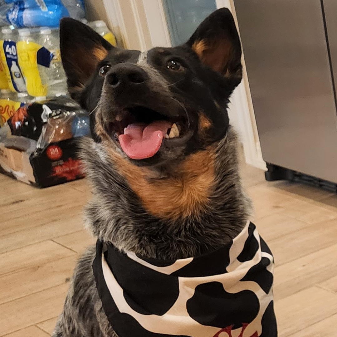 Enlarge Dottie, a Adoptable Australian Cattle Dog / Blue Heeler in Fuquay-Varina, NC image 1/6
