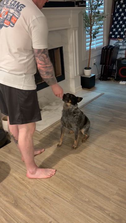 Enlarge Dottie, a Adoptable Australian Cattle Dog / Blue Heeler in Fuquay-Varina, NC video 3/6