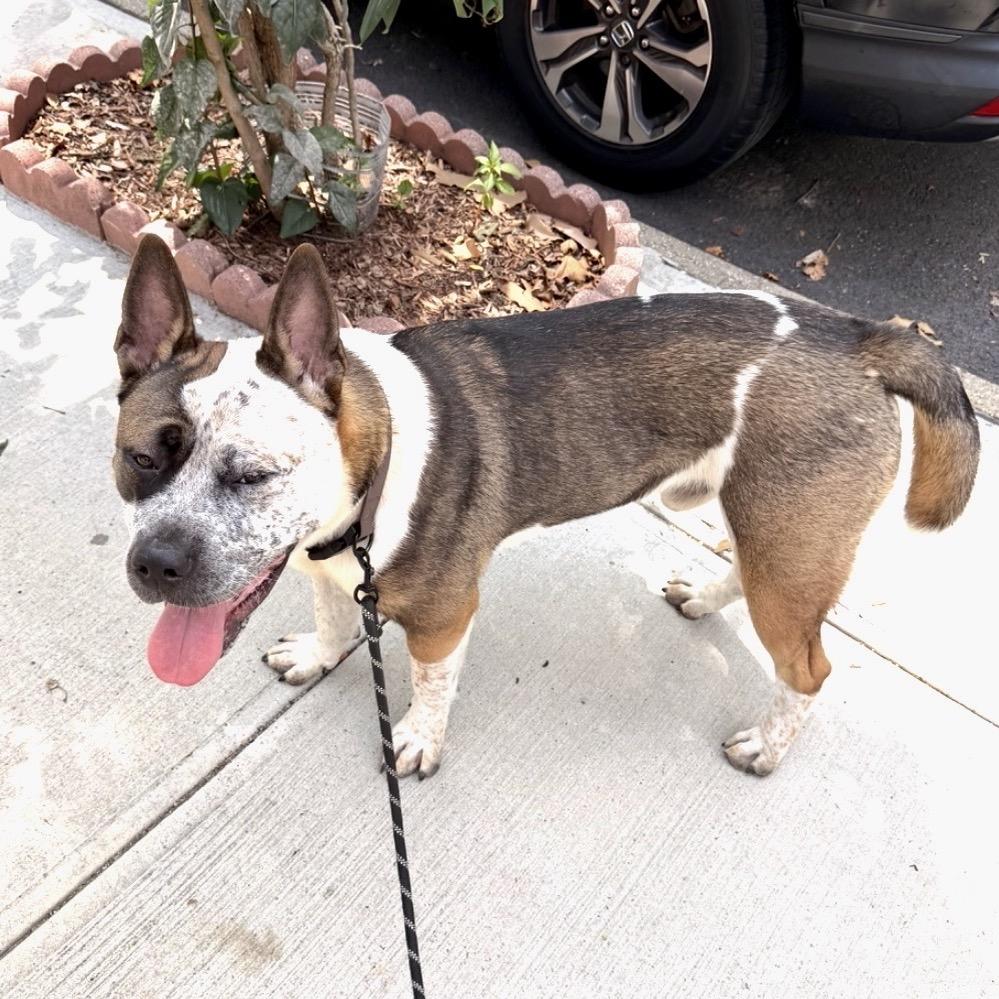 Enlarge Apollo, a Adoptable Mixed Breed in Wantagh, NY image 2/3