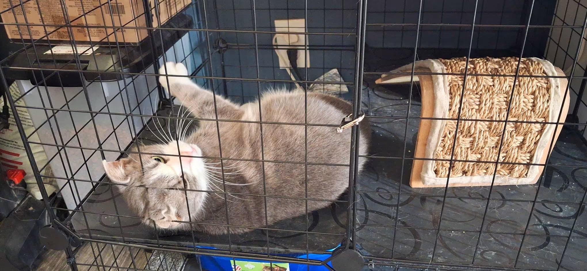 Patience, Adoptable, Adult Female Domestic Short Hair.