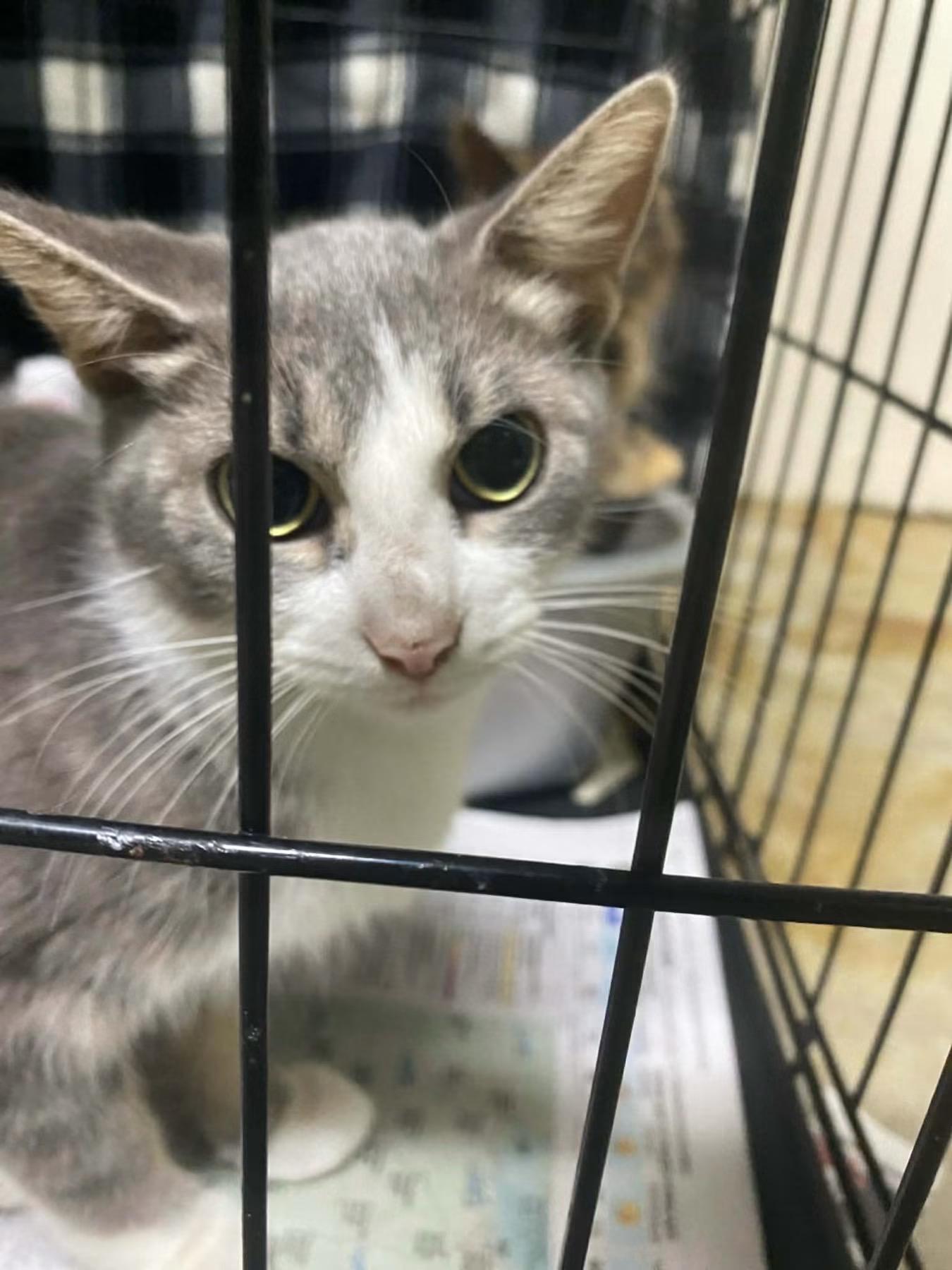 Enlarge Patience, a Adoptable Domestic Short Hair in Lewis Center, OH image 2/5