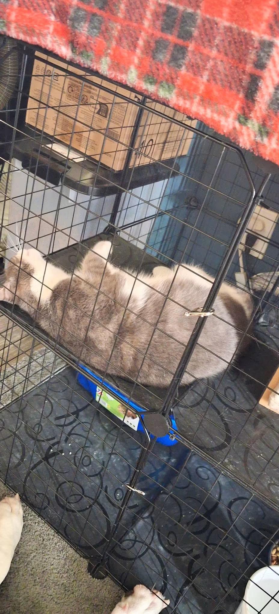 Enlarge Patience, a Adoptable Domestic Short Hair in Lewis Center, OH image 3/5