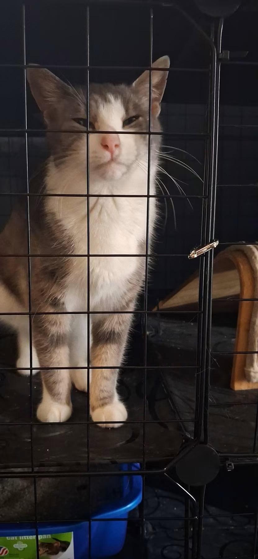 Enlarge Patience, a Adoptable Domestic Short Hair in Lewis Center, OH image 4/5