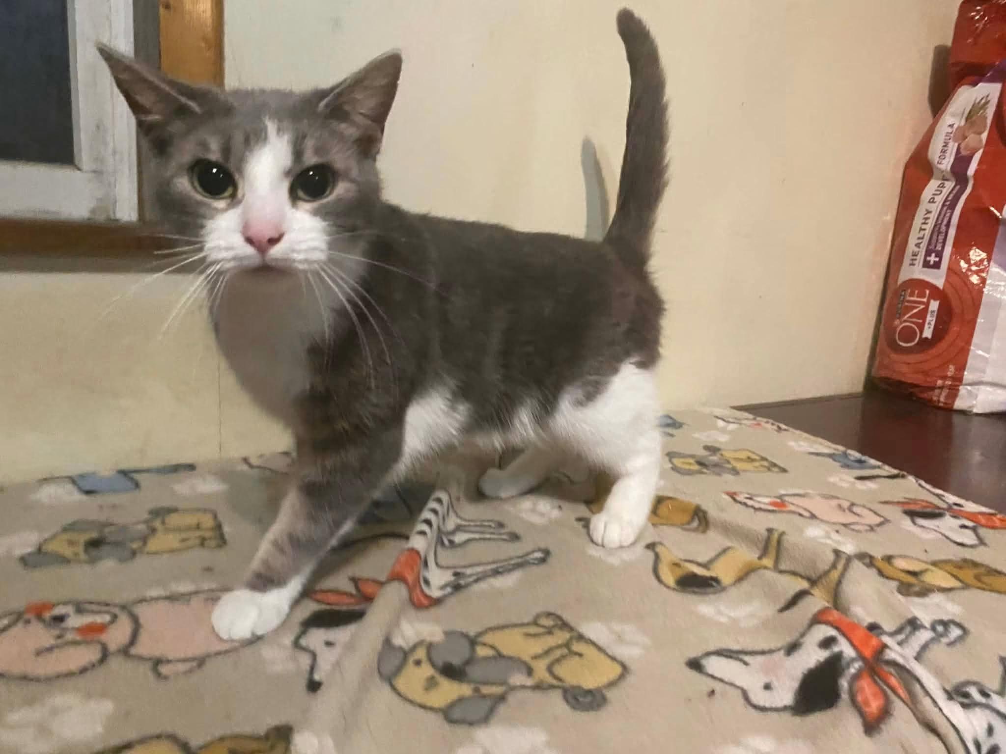 Enlarge Patience, a Adoptable Domestic Short Hair in Lewis Center, OH image 5/5