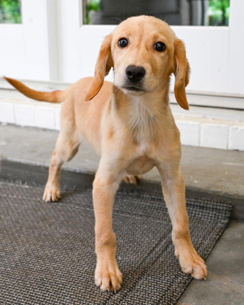 PUPPY HATTIE, a Adopted mixed breed in Weare, NH image 1/3