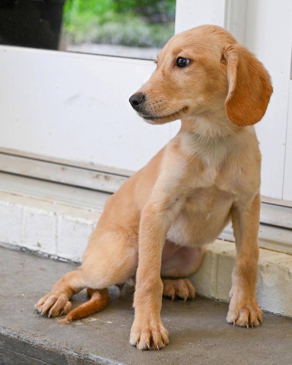 PUPPY HATTIE, a Adopted mixed breed in Weare, NH image 3/3