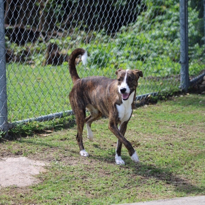 Enlarge Mary, a Adoptable Greyhound in Newark, NJ image 1/6