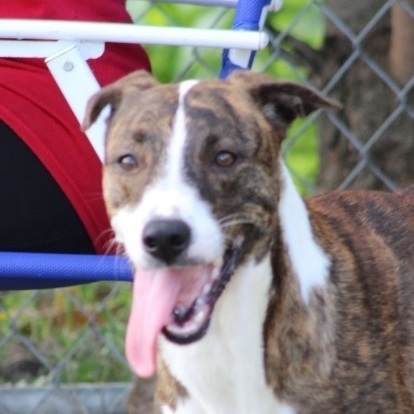 Mary, Adoptable, Adult Female Greyhound.