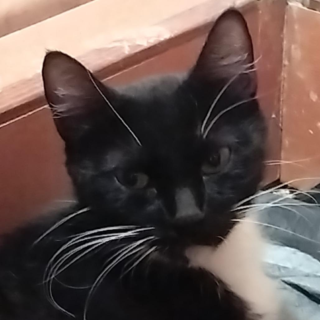 Enlarge Penny, a Adoptable Domestic Medium Hair in Las Vegas, NV image 1/1